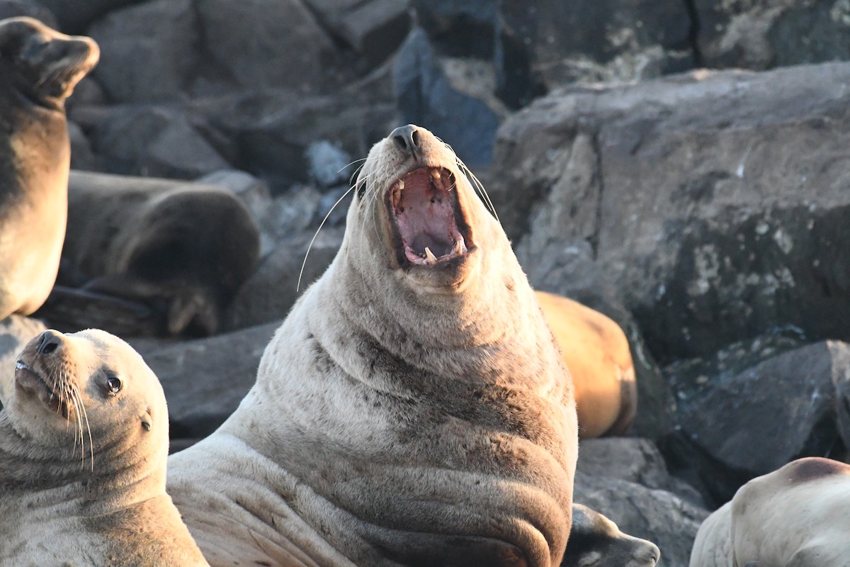 Steller Sea Lion - ML644979819