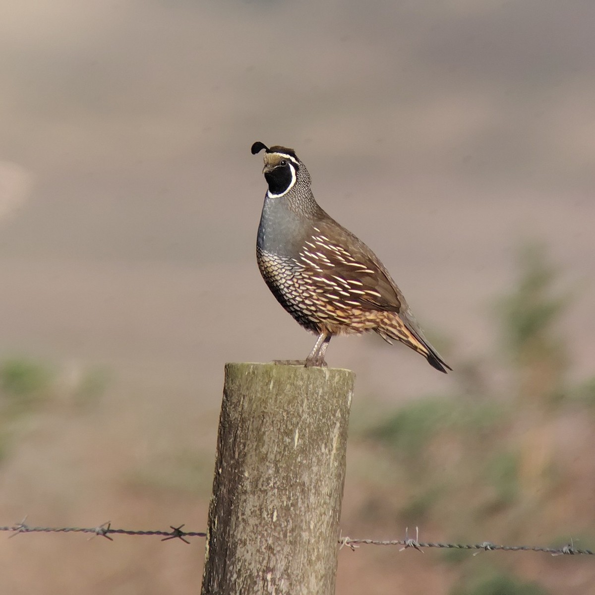 California Quail - ML644979824