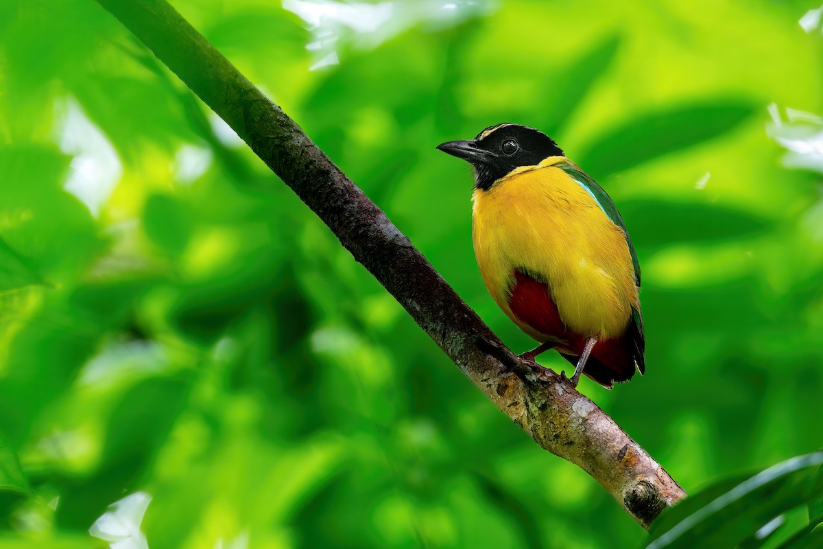 Elegant Pitta - ML644979825