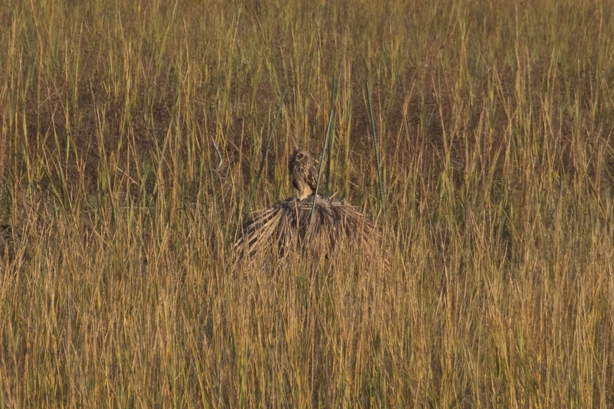 Búho Campestre - ML644979826