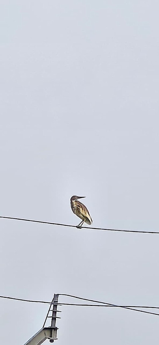 Hint Alaca Balıkçılı - ML644979827