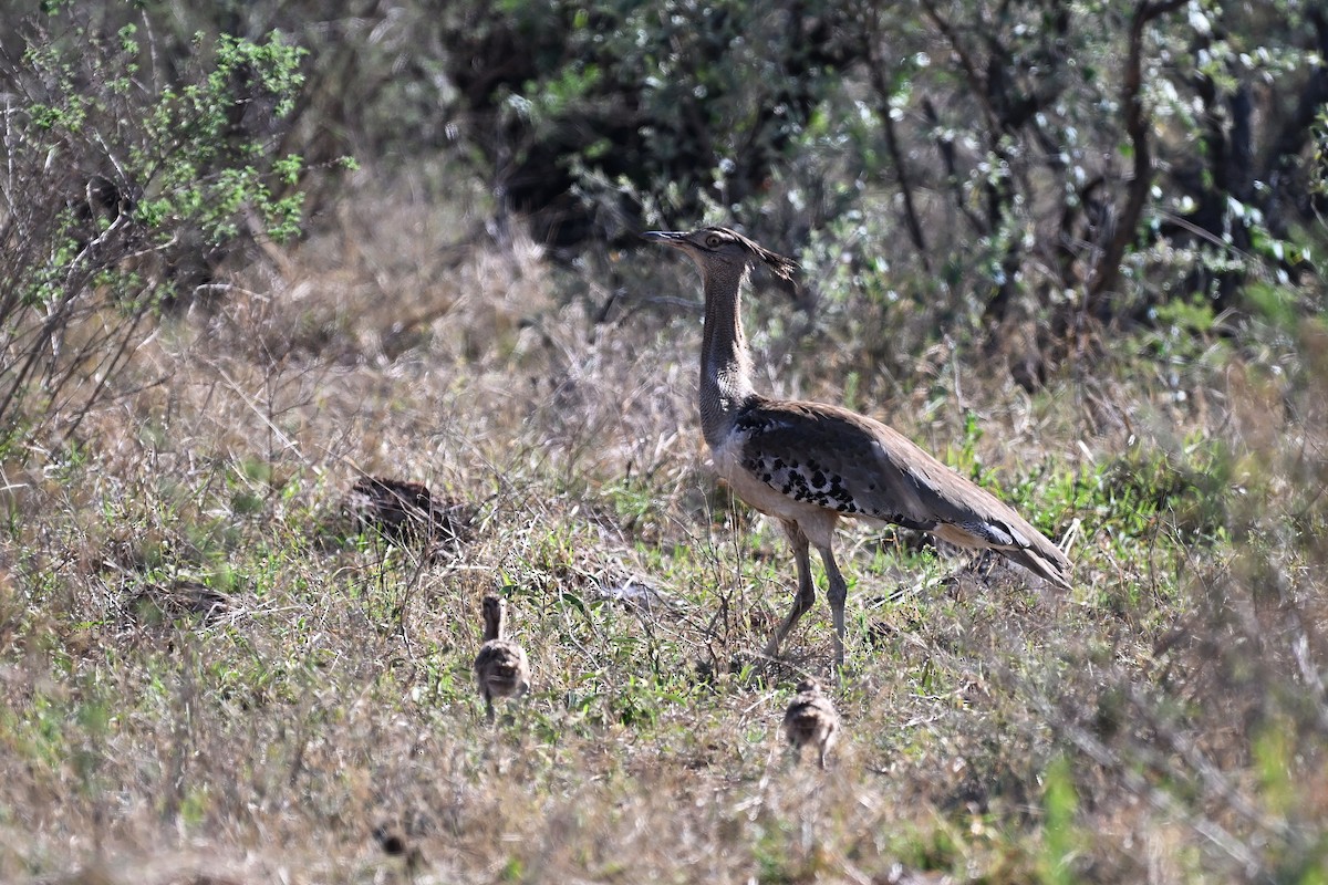 Дрофа-кори - ML644979834