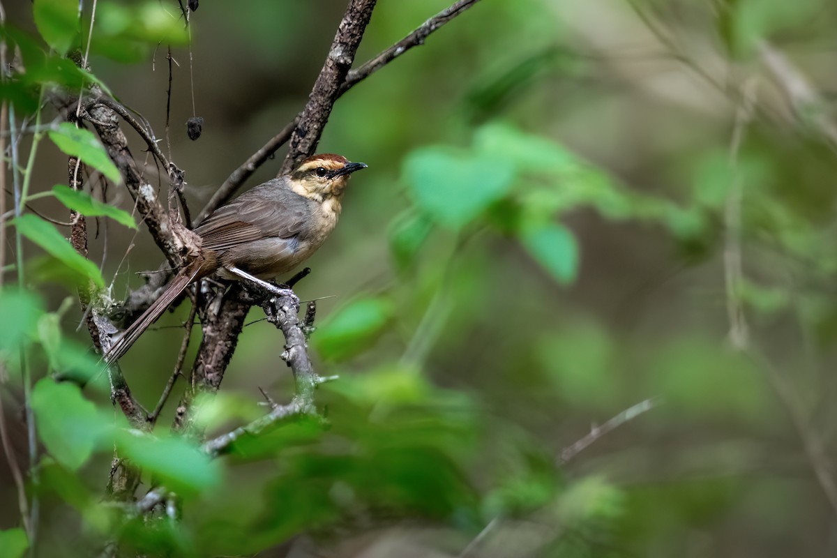 Buff-banded Bushbird - ML644979841
