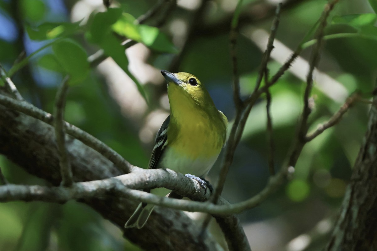 Yellow-throated Vireo - ML644979847