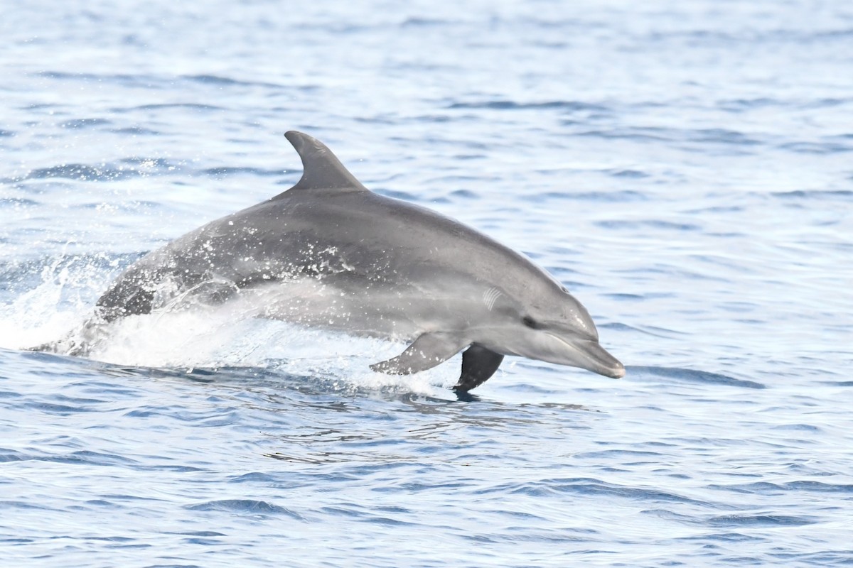 ハンドウイルカ - ML644979853