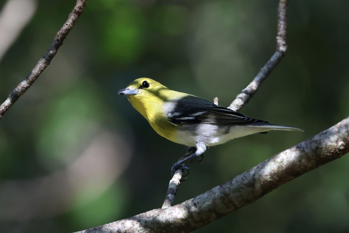 Yellow-throated Vireo - ML644979854