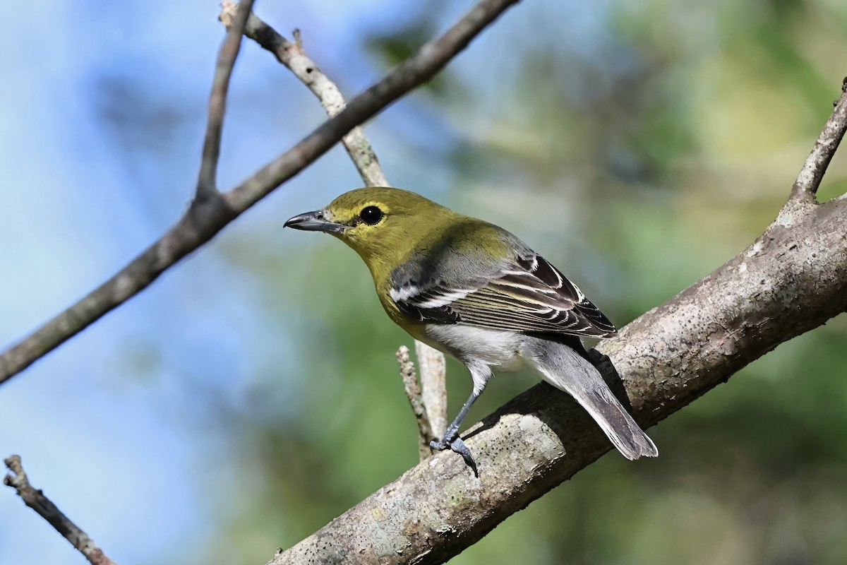 Yellow-throated Vireo - ML644979858