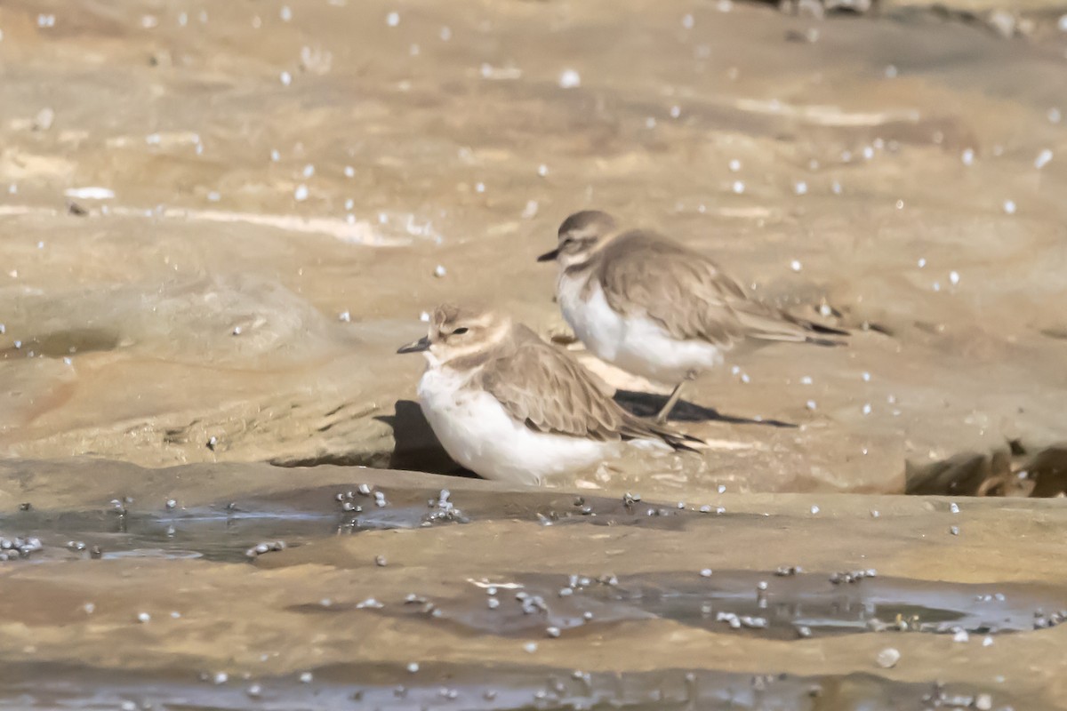 Double-banded Plover - ML644979861