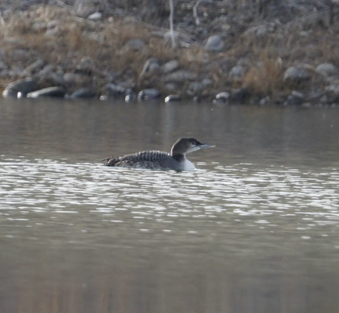 Common Loon - ML644979862