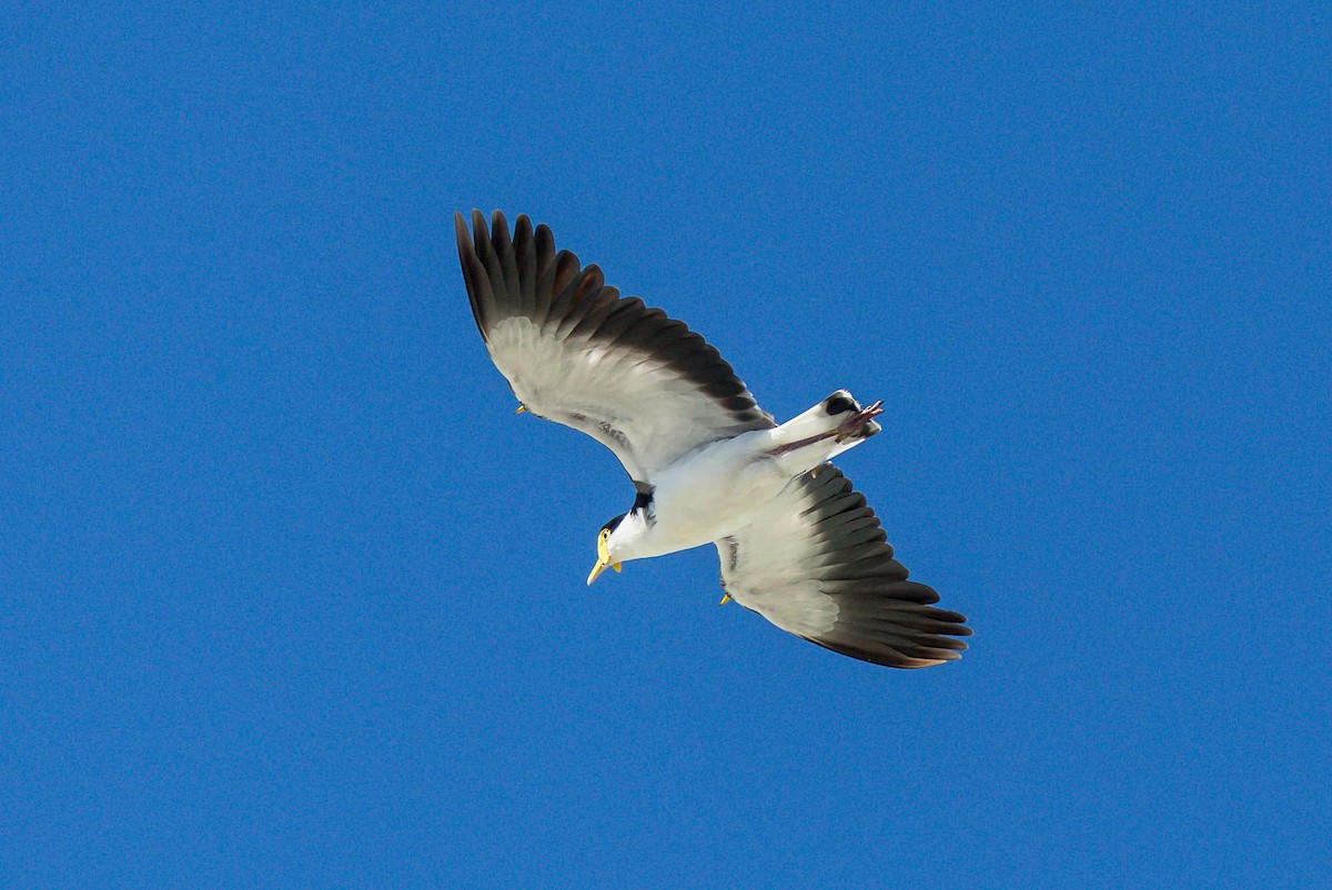 Masked Lapwing - ML644979871
