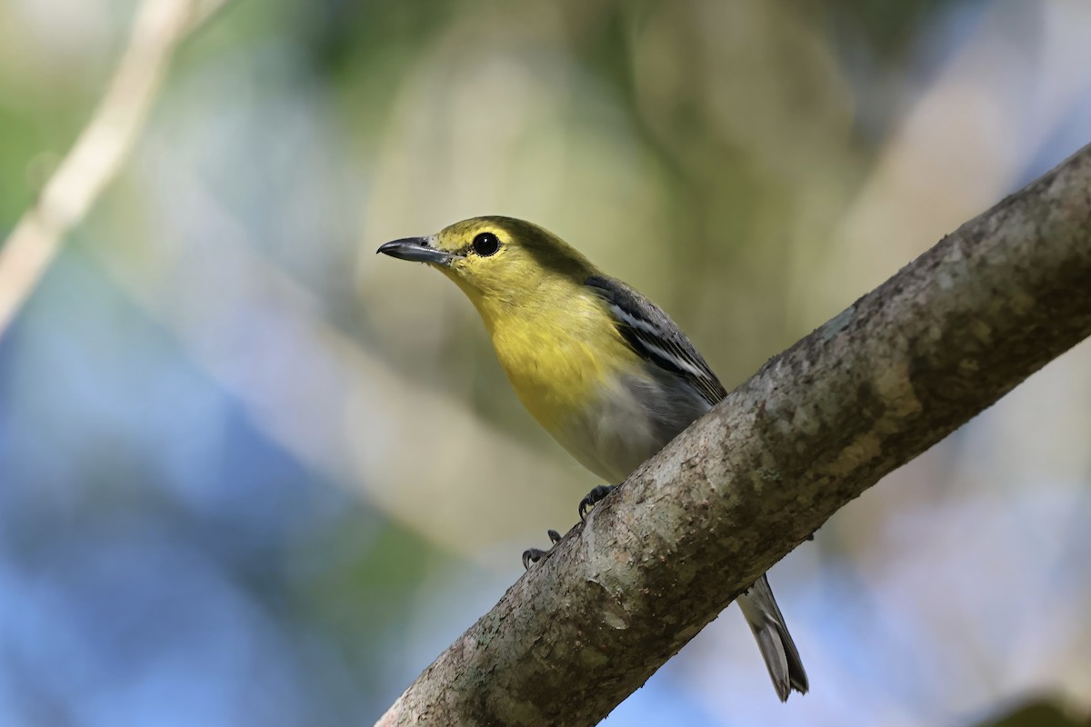 Yellow-throated Vireo - ML644979875