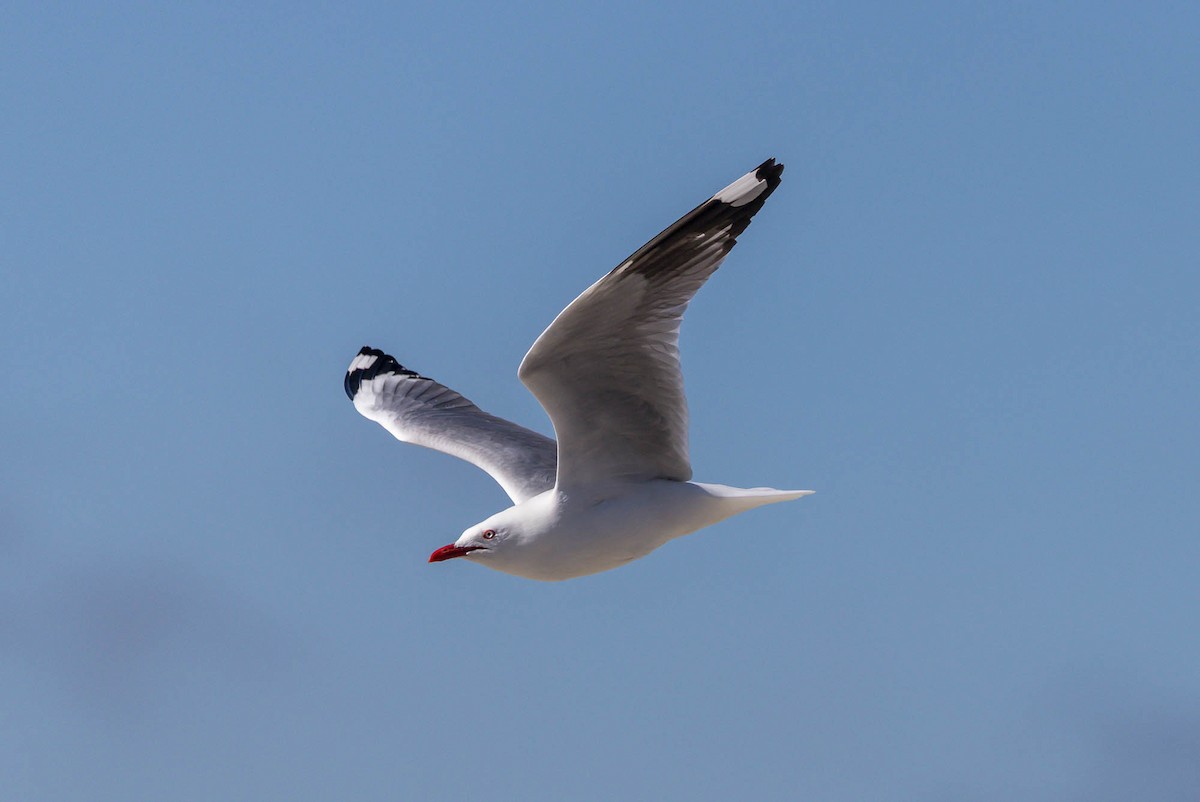 Silver Gull (Red-billed) - ML644979877