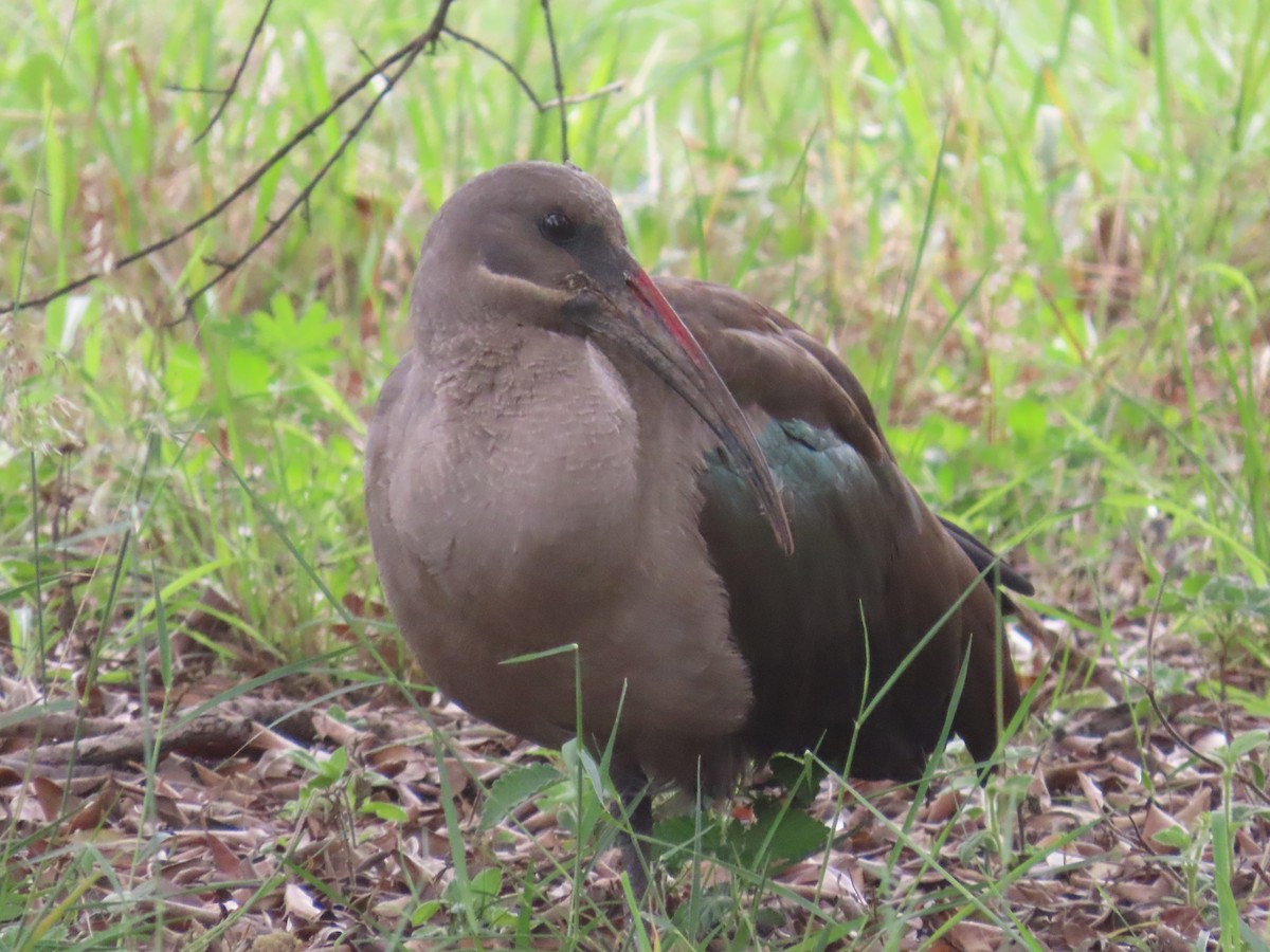 Hadada Ibis - ML644979880