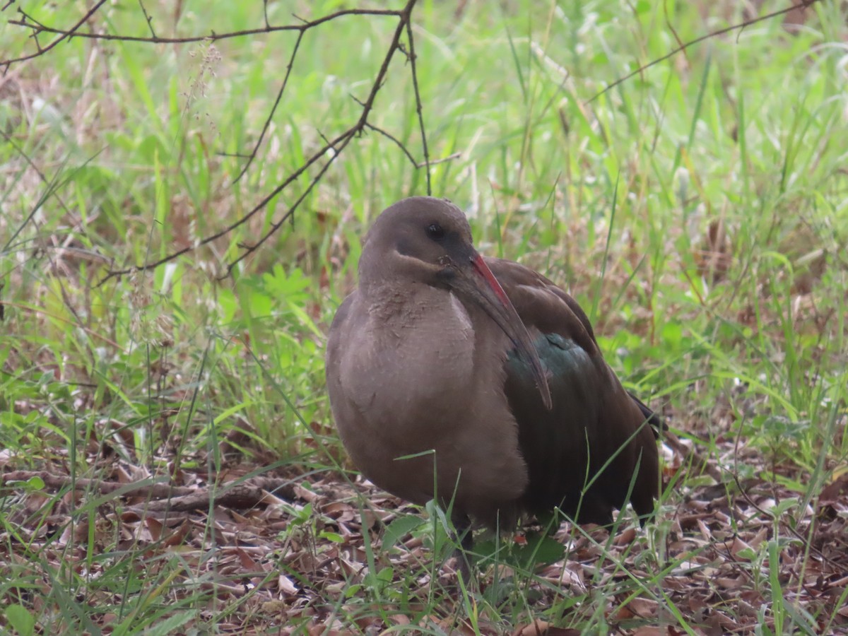 Hadada Ibis - ML644979881