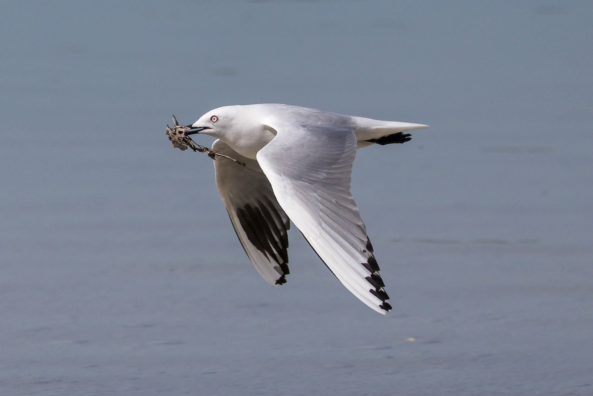 Black-billed Gull - ML644979886