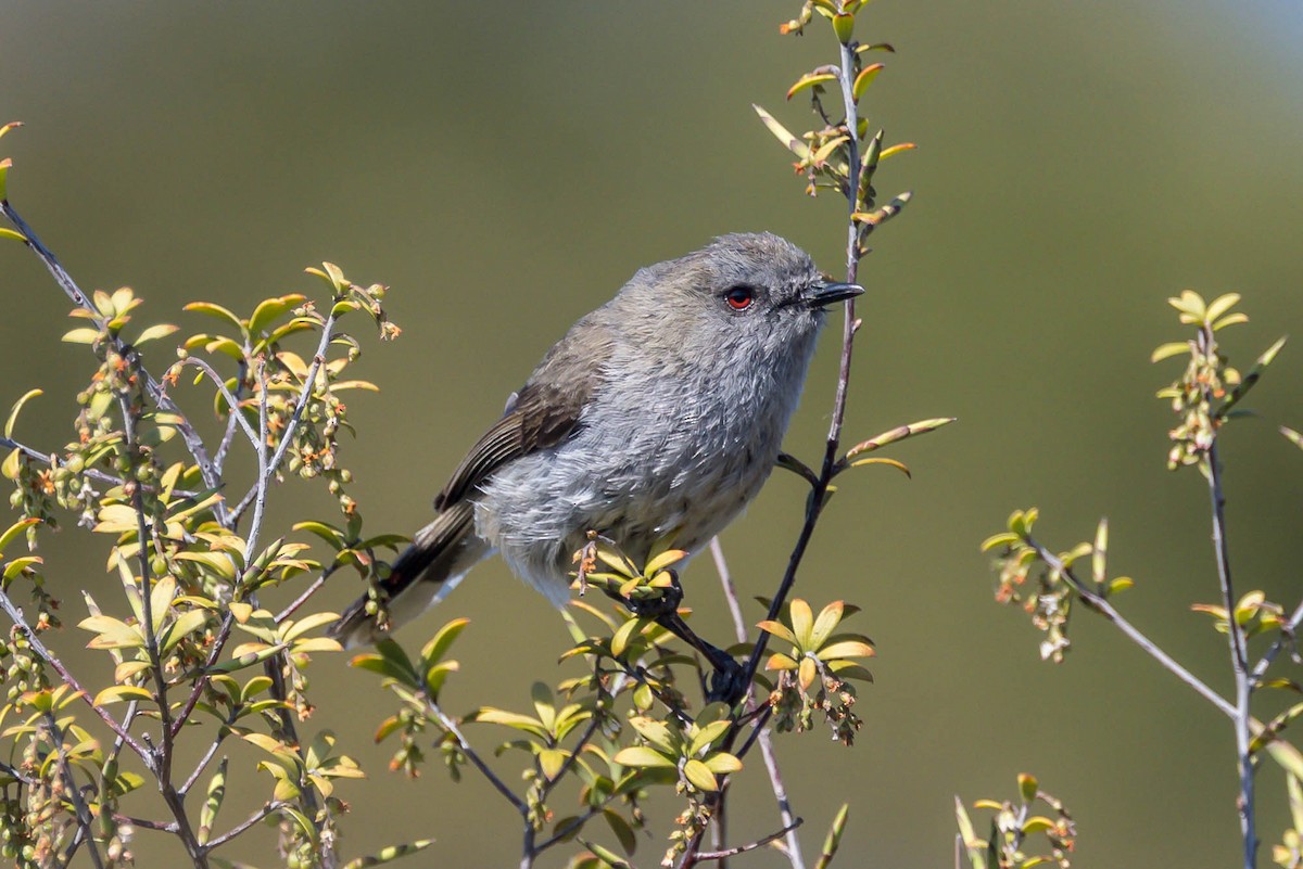 Gray Gerygone - ML644979891