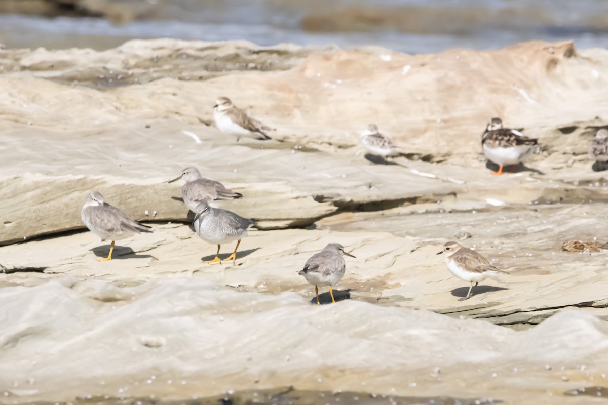 キアシシギ - ML644979903