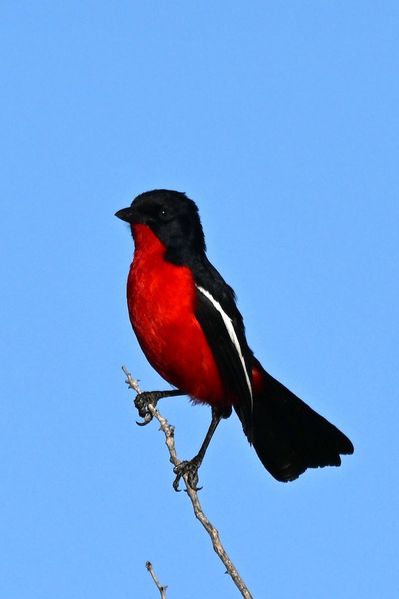 Crimson-breasted Gonolek - ML644979905