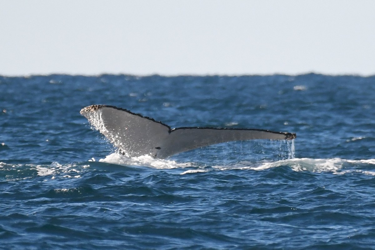 Humpback Whale - ML644979916