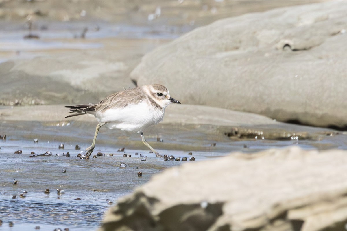Double-banded Plover - ML644979917