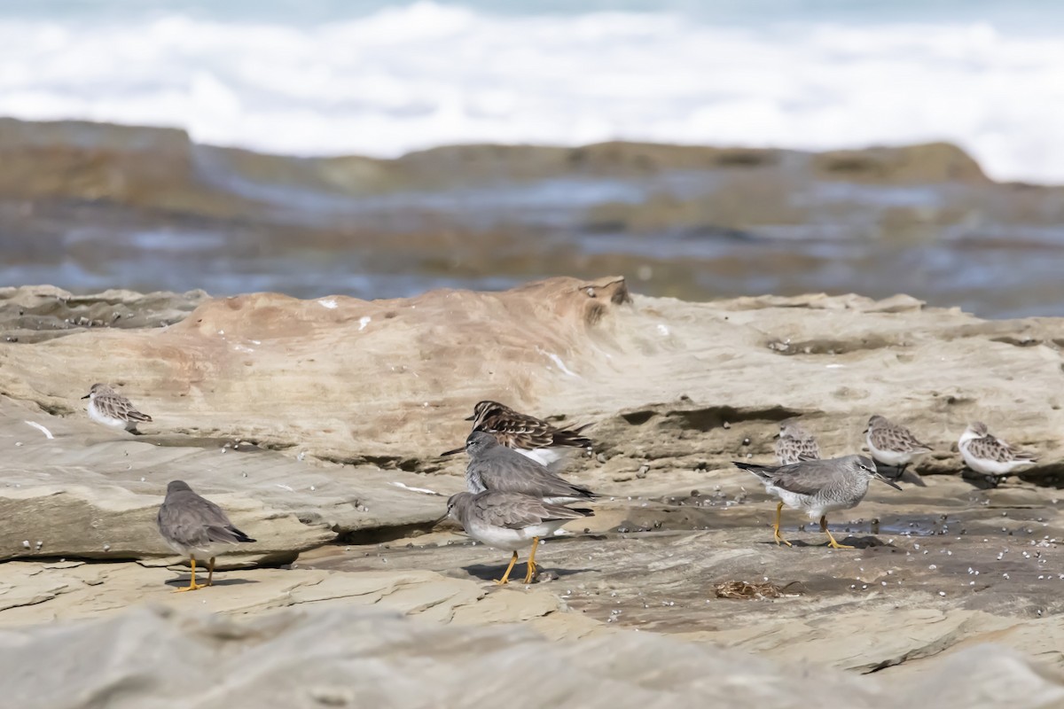 キアシシギ - ML644979921