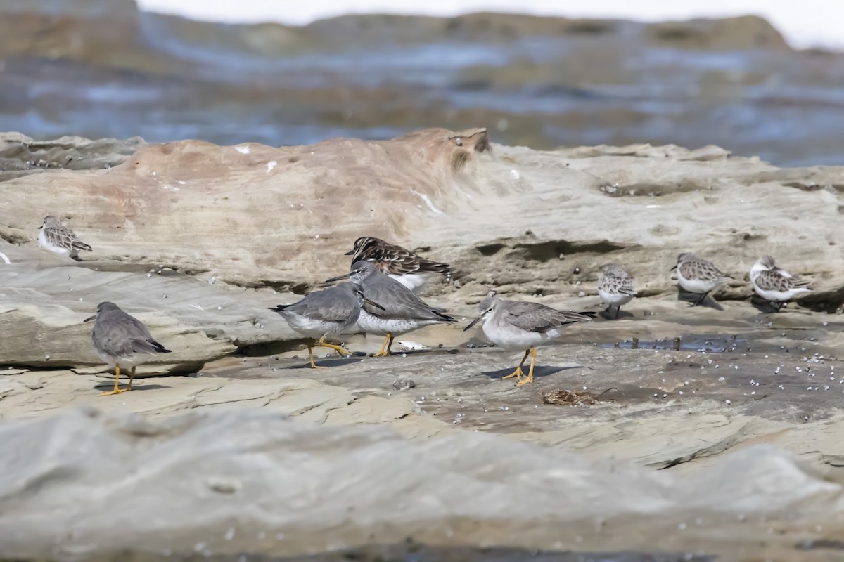 キアシシギ - ML644979922