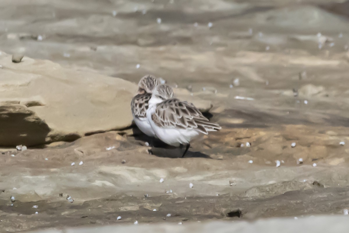 トウネン - ML644979925