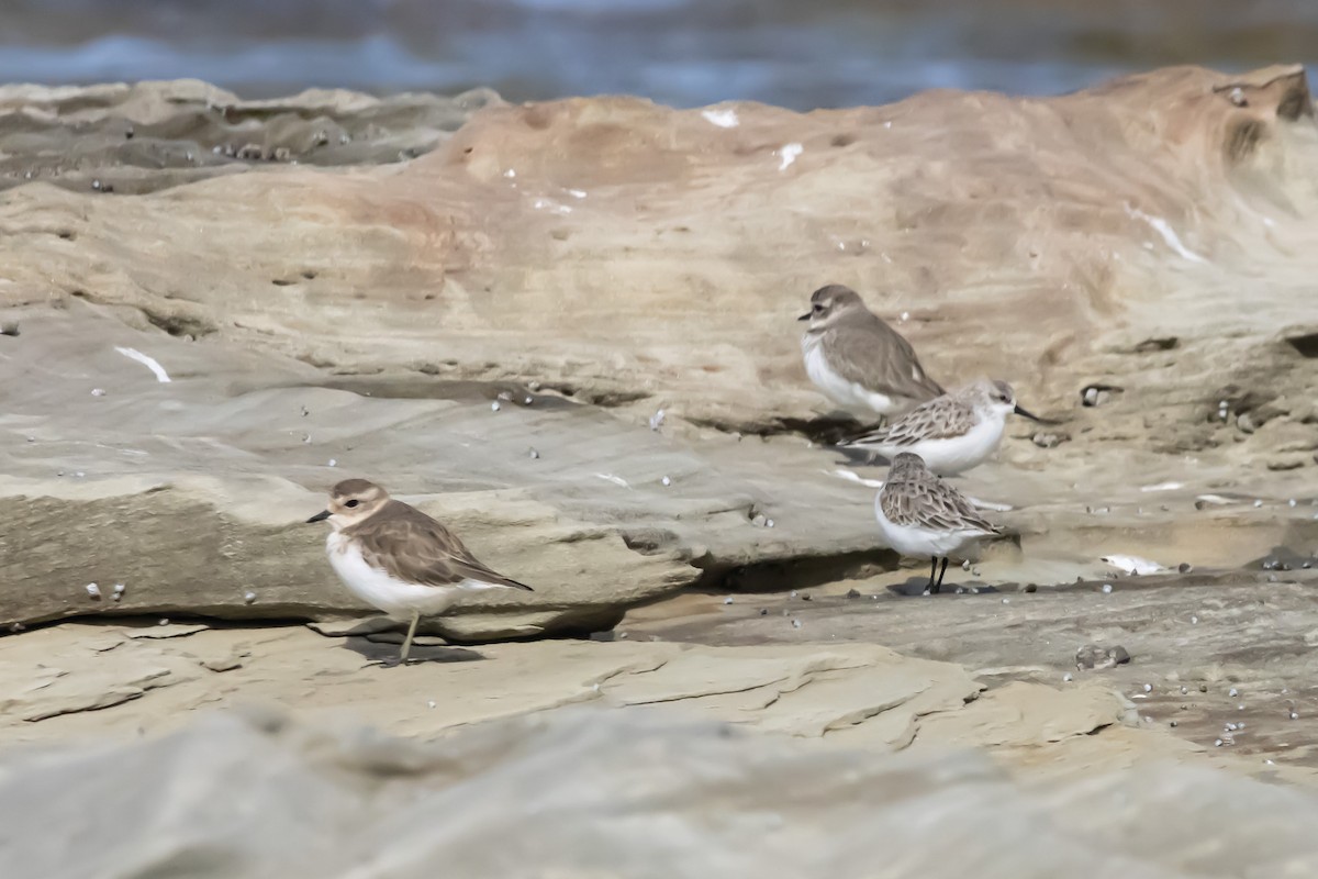 トウネン - ML644979926