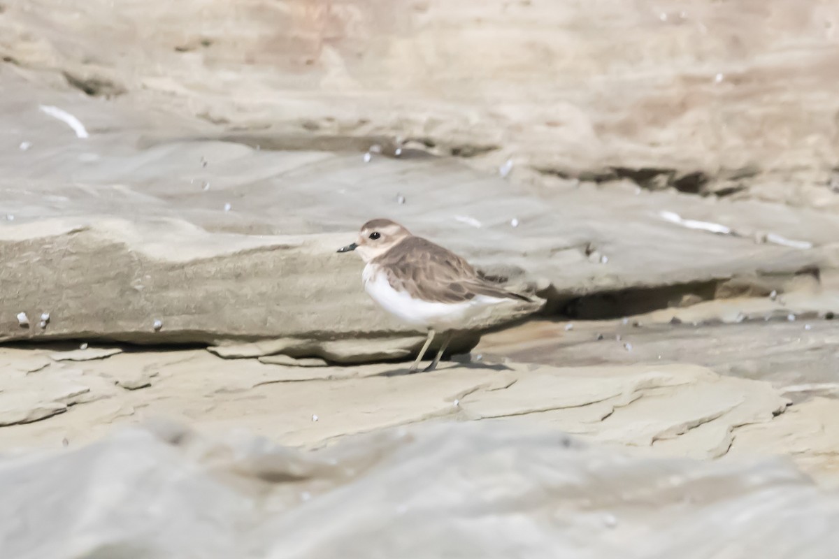 チャオビチドリ - ML644979927