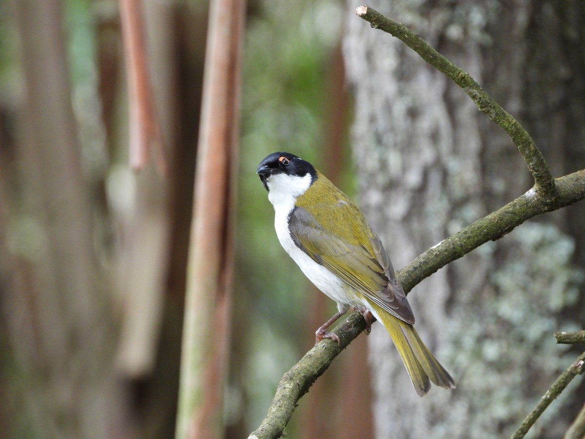 ハチマキミツスイ - ML644979928