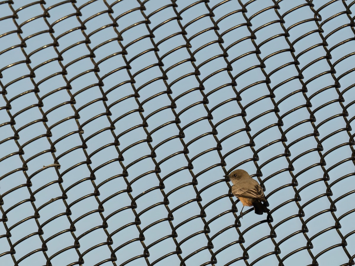 チャイロツキヒメハエトリ - ML644979933