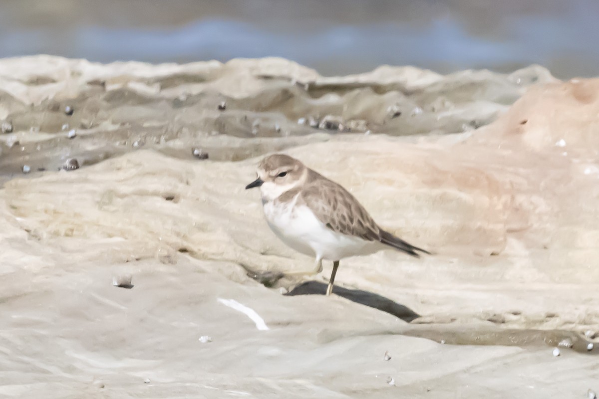 チャオビチドリ - ML644979934