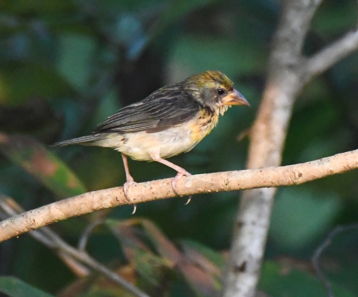 キムネコウヨウジャク - ML644979935