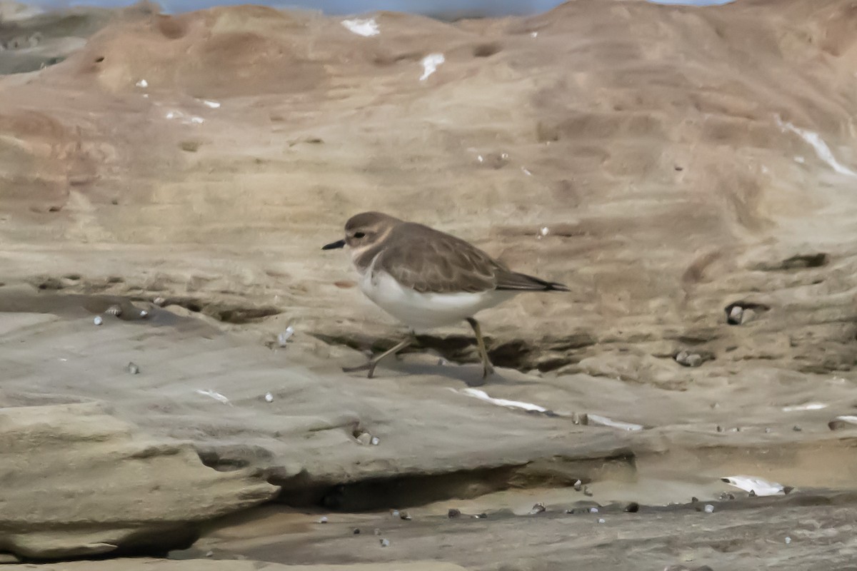 チャオビチドリ - ML644979936