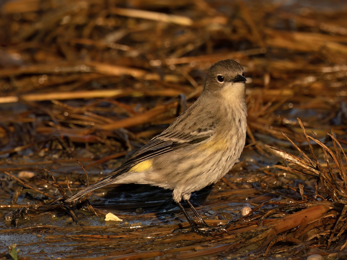 キヅタアメリカムシクイ（auduboni） - ML644979937