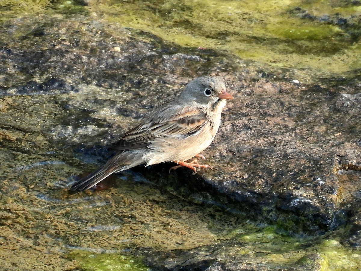 イワバホオジロ - ML644979938