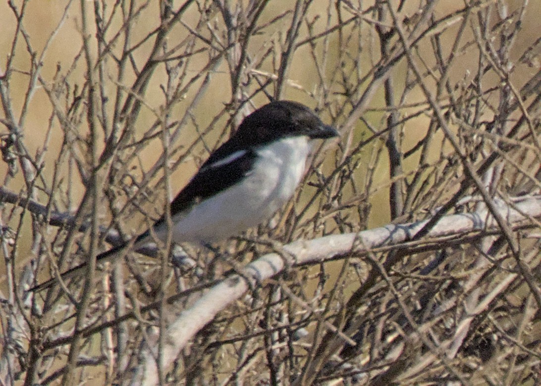 カタジロオナガモズ - ML644979939