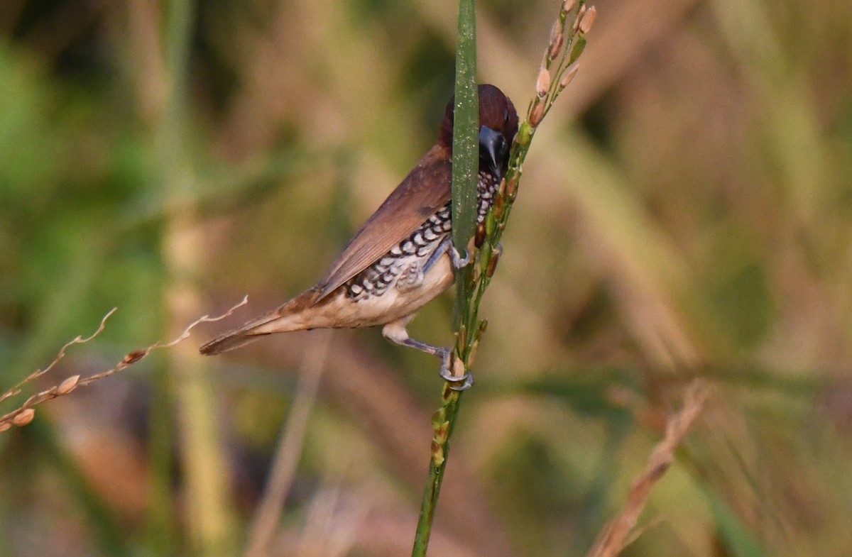 シマキンパラ - ML644979940
