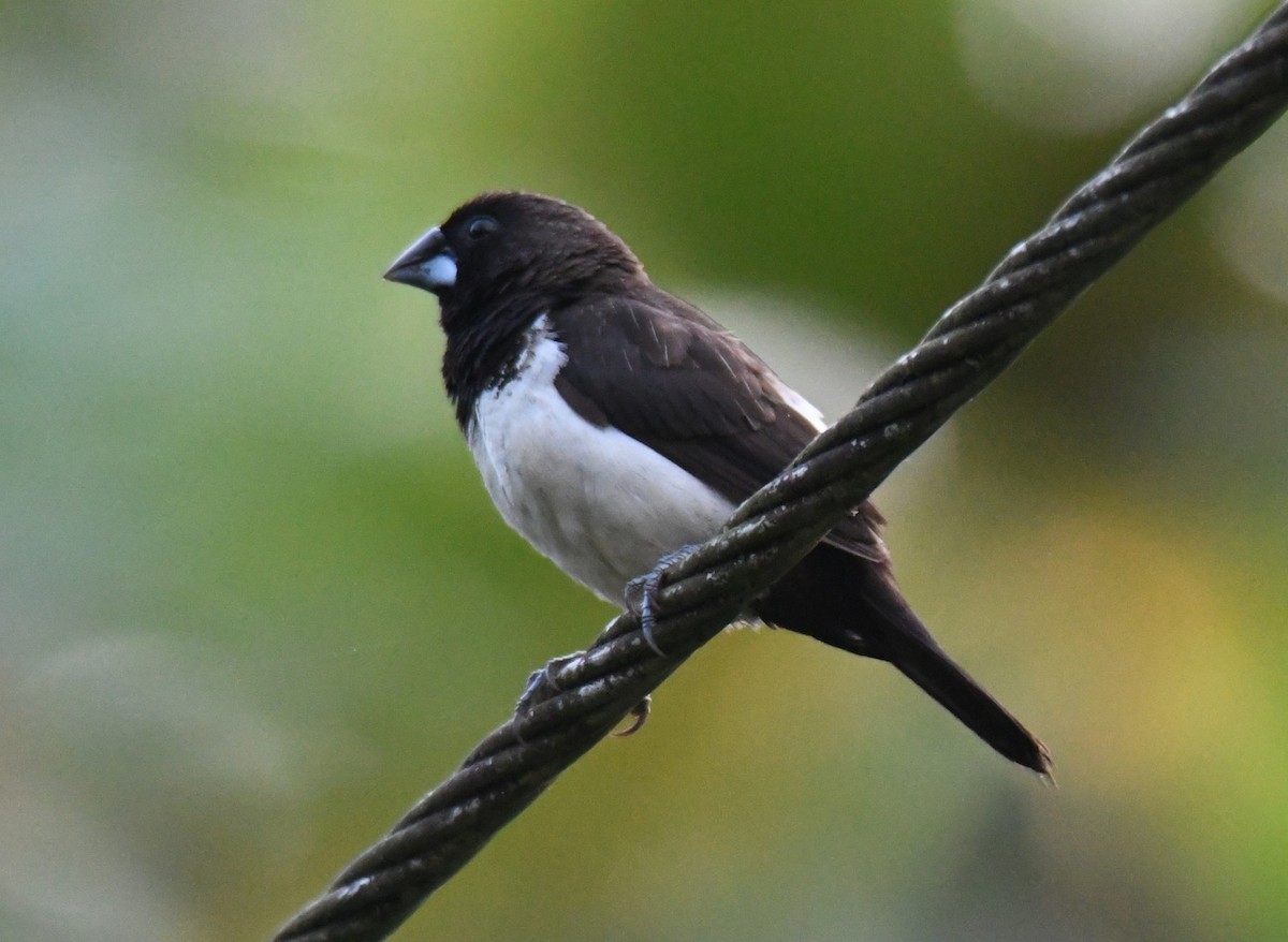 コシジロキンパラ - ML644979948