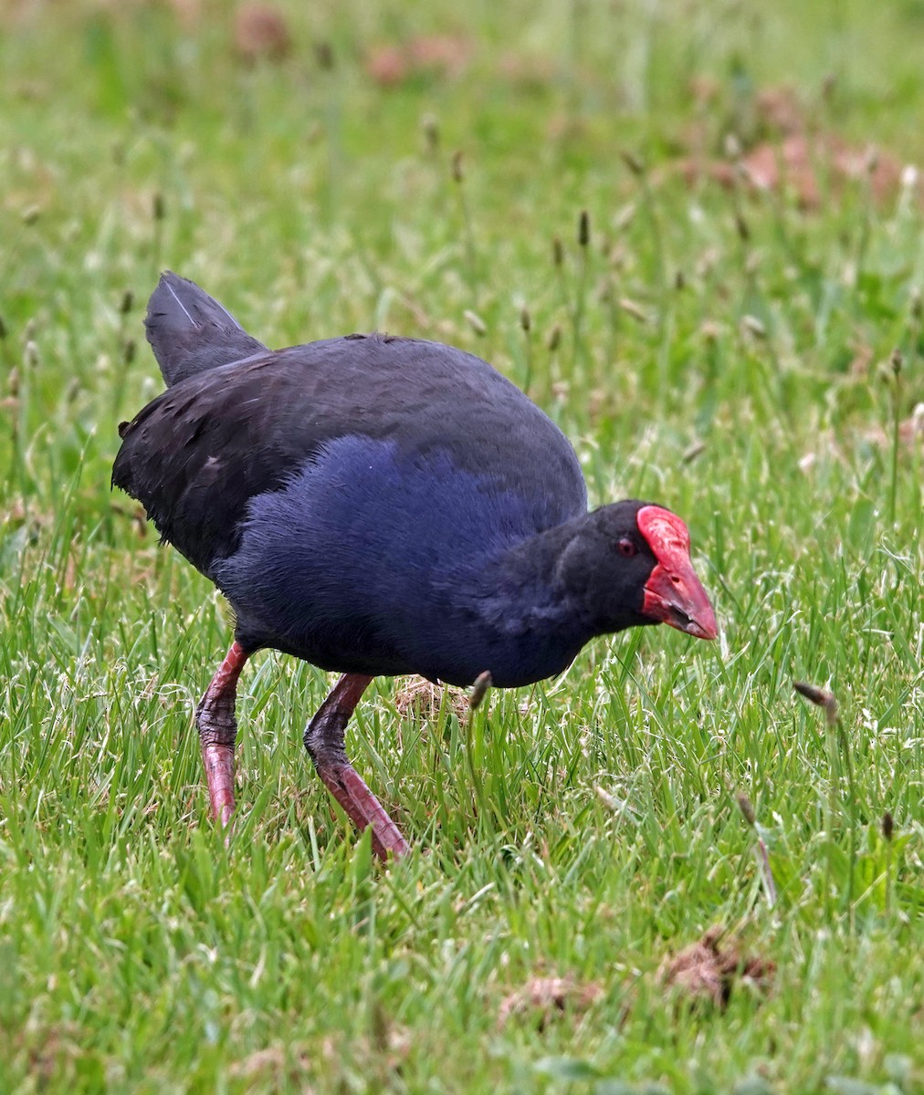 オーストラリアセイケイ - ML644979949