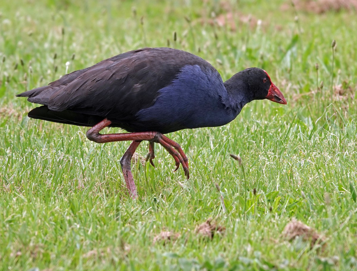 オーストラリアセイケイ - ML644979950