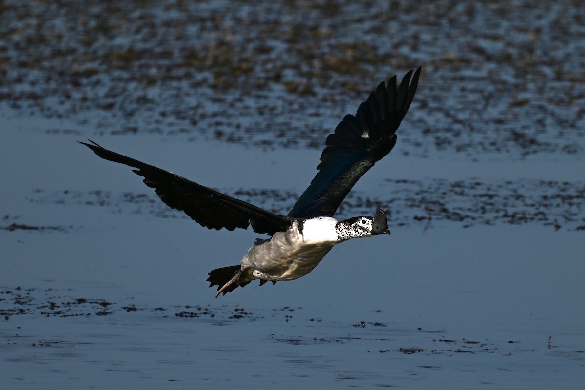 Knob-billed Duck - ML644979951