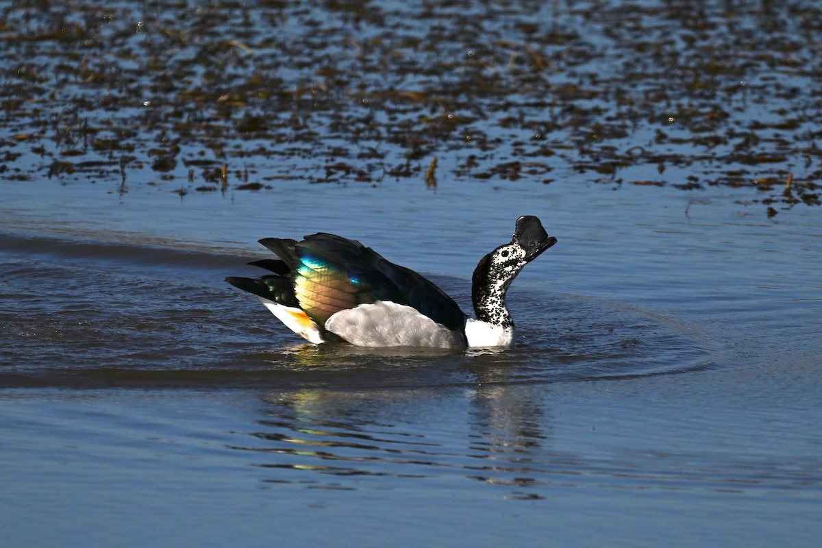 Knob-billed Duck - ML644979953