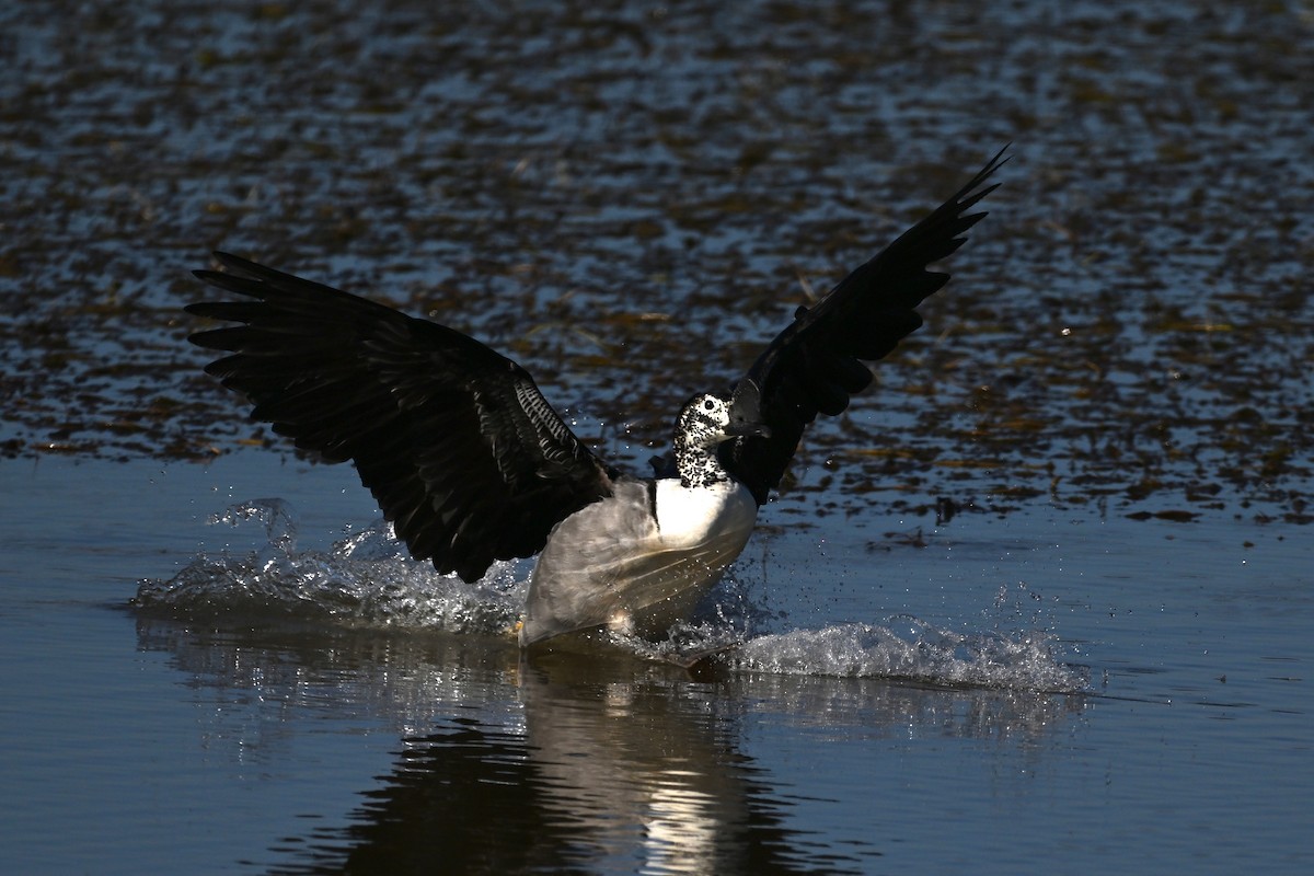 Knob-billed Duck - ML644979954
