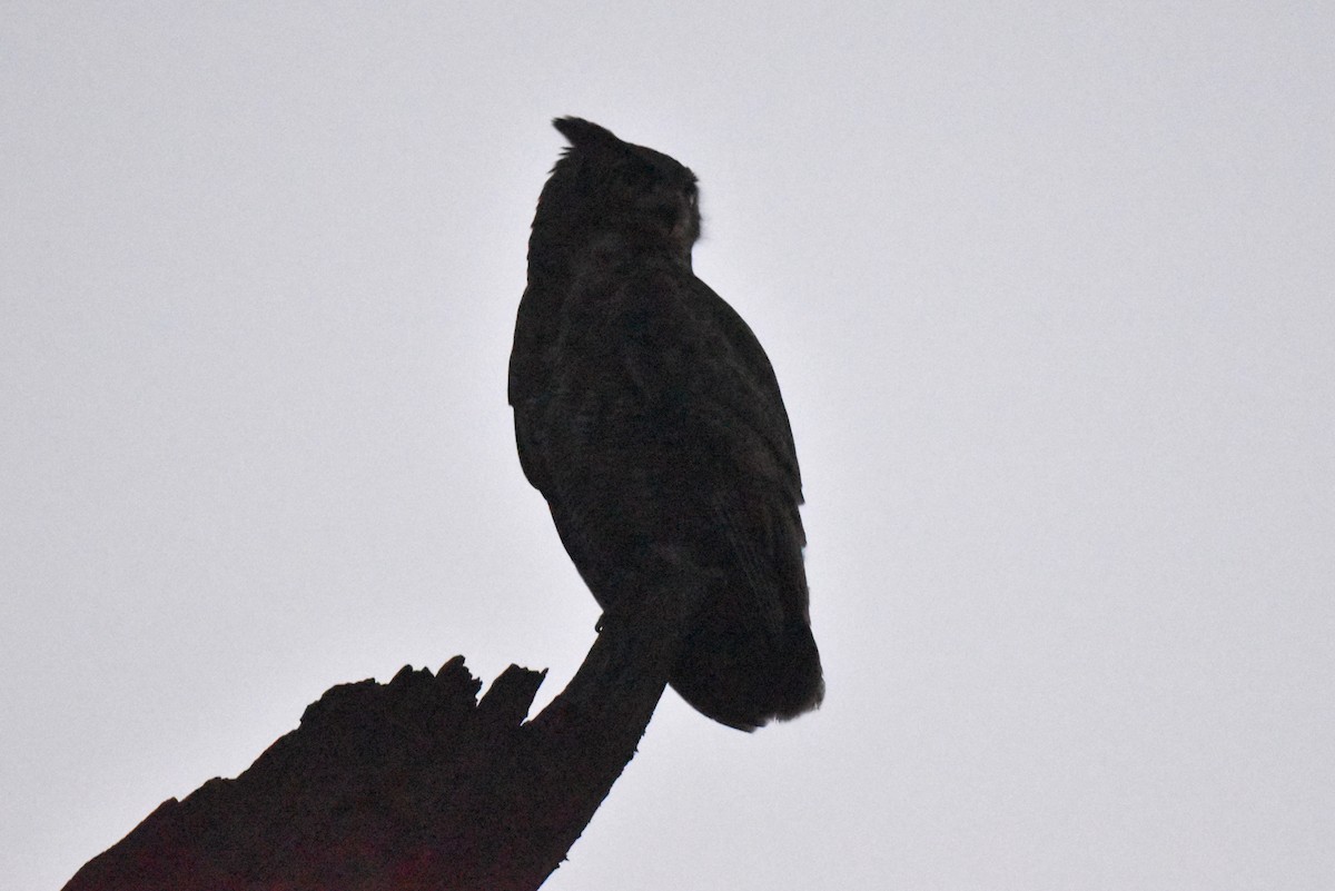 アメリカワシミミズク - ML644979955