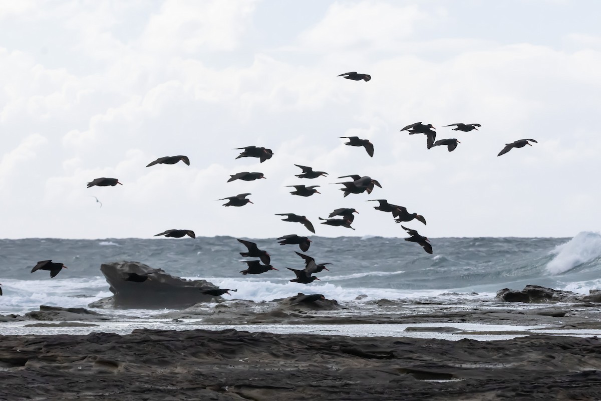 オーストラリアクロミヤコドリ - ML644979956