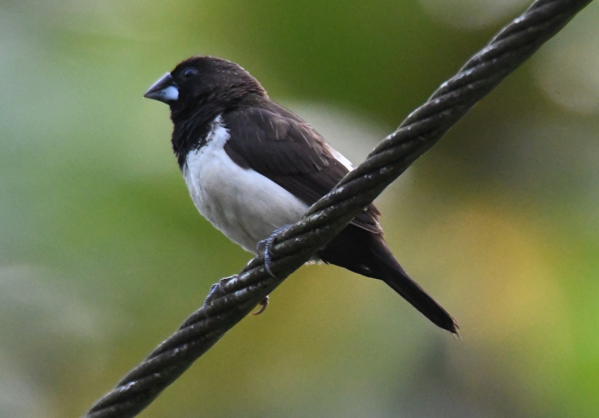 コシジロキンパラ - ML644979957