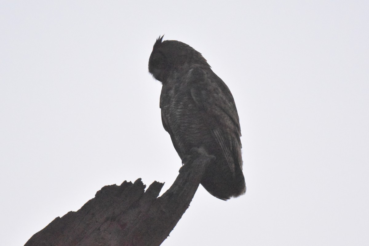 アメリカワシミミズク - ML644979958