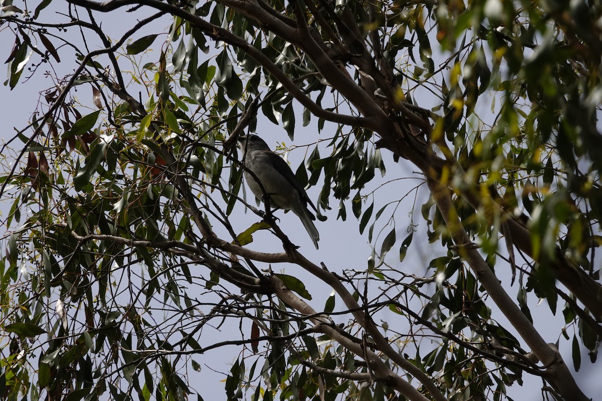 Gray Shrikethrush - ML644979959