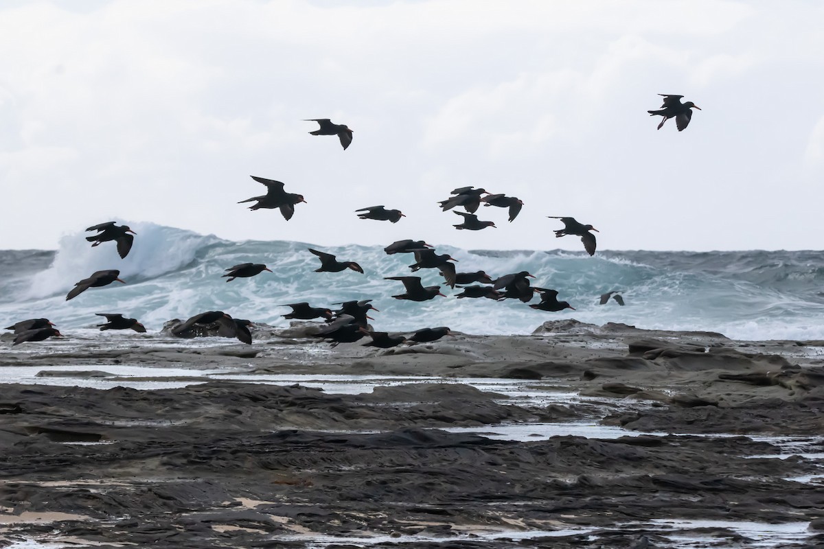 オーストラリアクロミヤコドリ - ML644979960